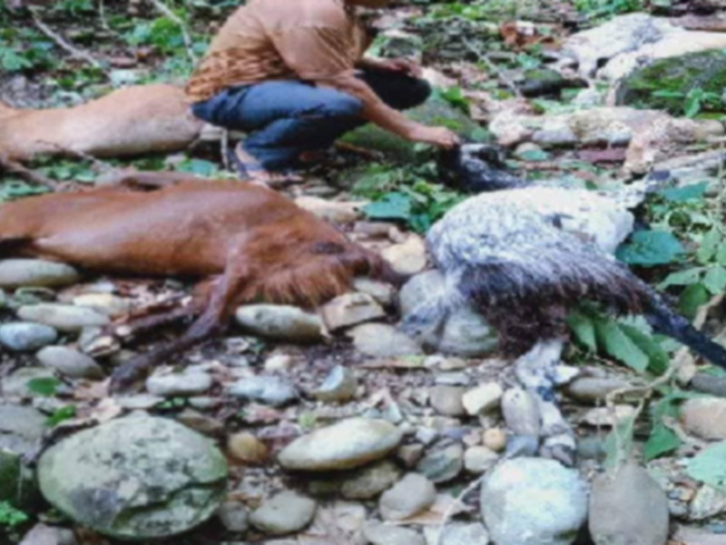 कैलालीमा बाघले २१ वटा बाख्रा मार्‍याे